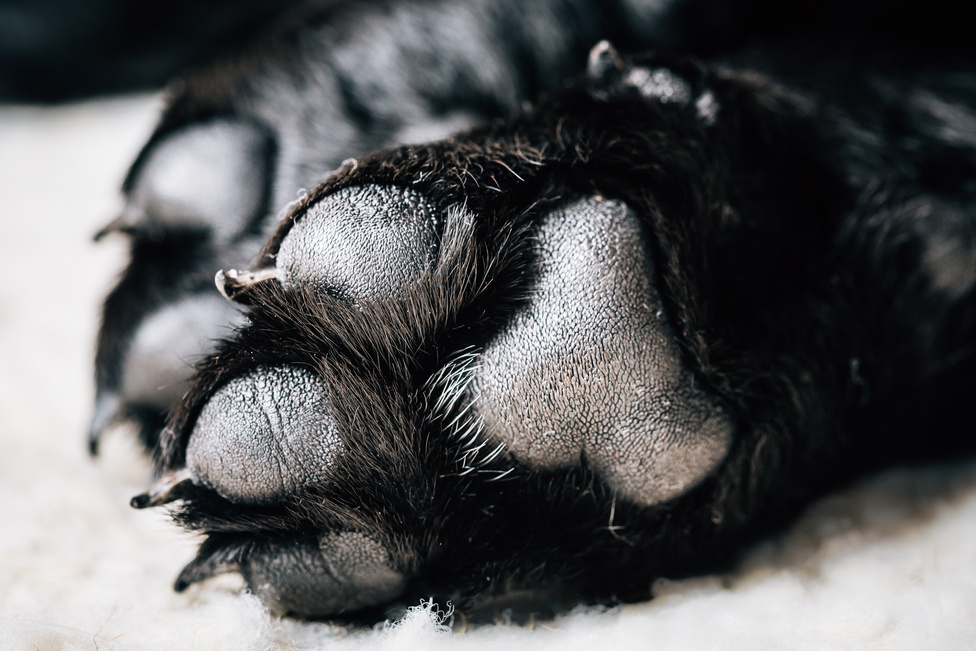 Dog Labrador Paw With Pads