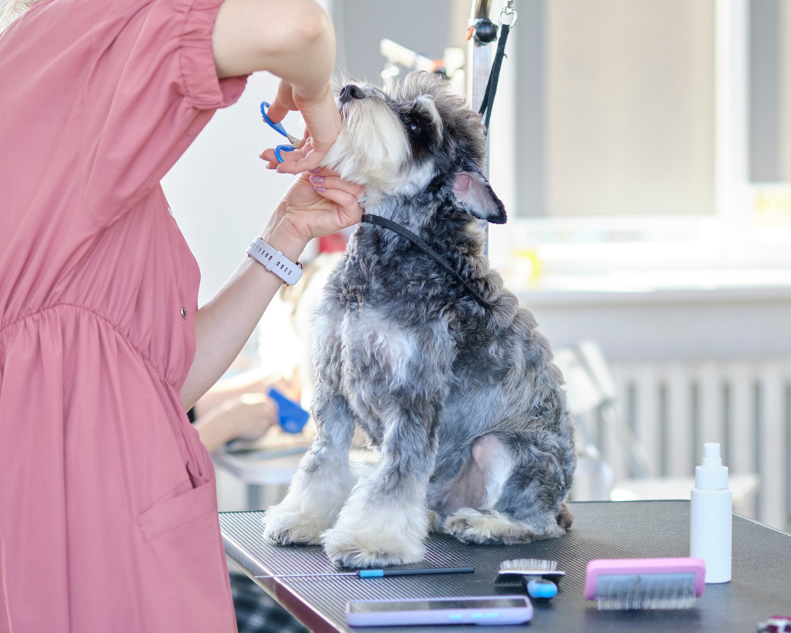 Professional Groomer Grooming A Dog